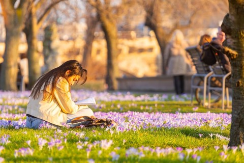Sunbathers on the crocus meadows at the Hotel Belevue on the banks of the Neustadt Elbe, Dresden,