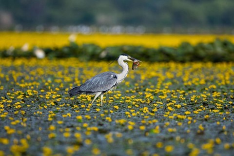 Grey heron (Ardea cinerea) amidst flowering sea pots (Nymphoides peltata) Hungary
