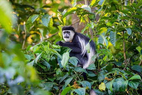 West African guereza or mantelaffe (Colobus guereza occidentalis) eating leaves, Bigodi, Western