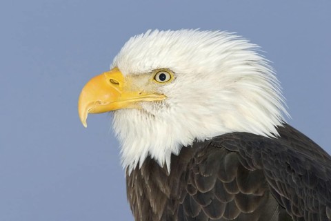 Bald Eagle (Haliaeetus leucocephalus), Alaska, USA