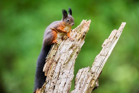 Red squirrel (Sciurus vulgaris) sitting on an old wrotten tree trunk in a forest, Bavaria, Gernany