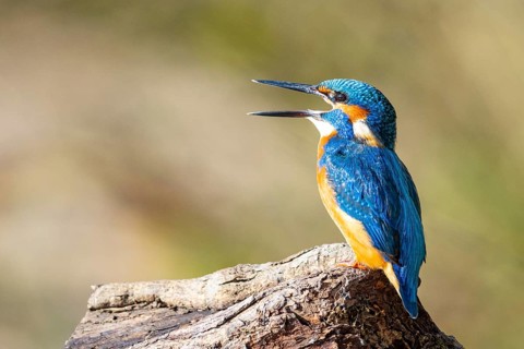 Kingfisher (Alcedo atthis) ml Germany
