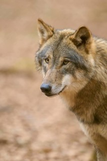 A wolf looks attentively to the side, surrounded by a blurred forest floor, Wolf (Canis Lupus),