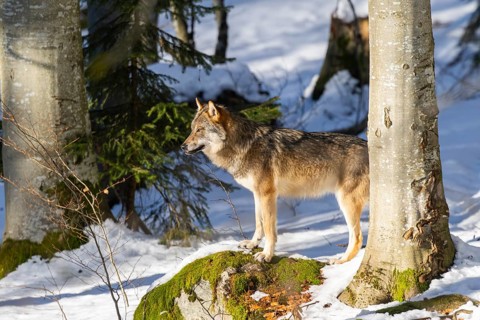 European gray wolf (Canis lupus lupus) standing in a forest in winter, snow, Bavaria, Germany