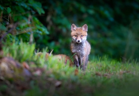 Fox cub (Vulpes vulpes) in the forest, Zurich, Switzerland