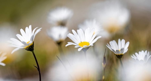 Daisies, Hohe Tauern, Austria