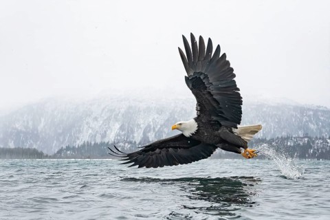 Bald Eagle (Haliaeetus leucocephalus) hunting, Alaska, USA