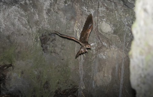 Oilbird (Steatornis caripensis) flying, Pichincha, Ecuador