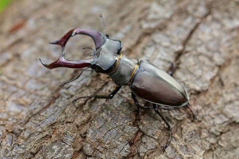 Stag beetle, (Lucanus cervus), insects, animals Neuhofen, garden, Rhineland-Palatinate, Germany