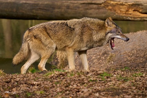 A wolf yawns on the bank of a river in the forest, Wolf (Canis lupus), Germany