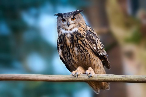 Eurasian Eagle-Owl (Bubo bubo) in a branch in a forest, Bavaria, Germany