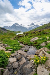 Mountain stream with flowers, mountain landscape with Bachalpsee mountain lake, Mittelhorn and