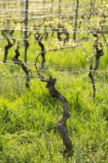 Grapevines in spring, viticulture, budding, shoots, vines, grass, Baden-Württemberg, Germany
