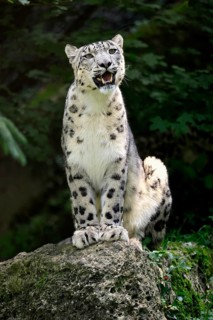 Snow leopard (Uncia uncia), adult, alert, sitting on rocks, endangered species, captive
