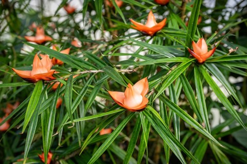 Blossoms of a climbing screw palm (Freycinetia insignis)