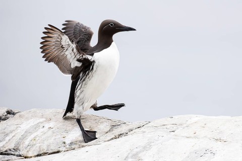 Guillemot (Uria aalge), adult bird walking with outstretched wings on stone slab, Hornøya Island,