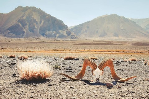 Ram skull with large horns lying on arid Pamir Highway plain Tajikistan symbolizing climate change