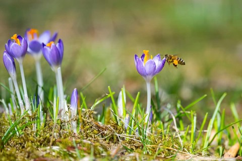 Flowering crocuses (Crocus) in the garden in springtime on a sunny day, Bavaria, Germany