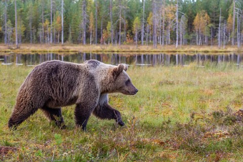 Brown bear (Ursus arctus), walking in the forest, lake, autumn, Vartius, Finland