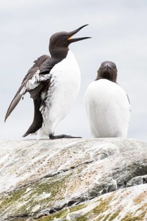 Guillemot (Uria aalge), breeding pair, one bird with open beak flapping its wings, Hornøya Island,