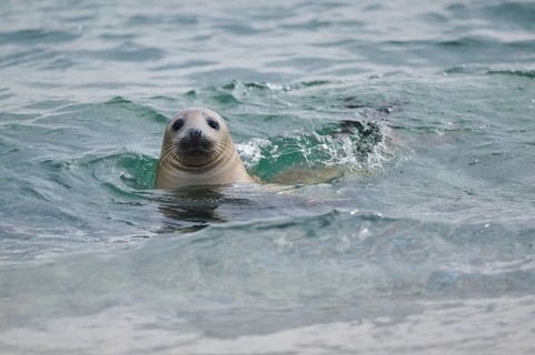 Grey seal (Halichoerus grypus) looking out of the water while swimming in the sea, Düne, Helgoland,