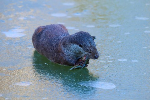 An otter lies on the ice and eats a fish, winter, otter (Lutra lutra), Hesse, Germany