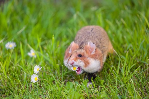 A European hamster (Cricetus cricetus), Eurasian hamster, black-bellied hamster or common hamster,
