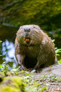 Eurasian beaver (Castor fiber) on the ground in the evening, Bavaria, Germany