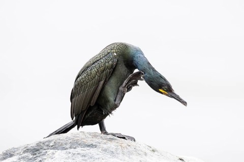Cormorant (Gulosus aristotelis), adult bird scratching its head, Hornøya Island, Vardø, Varanger,