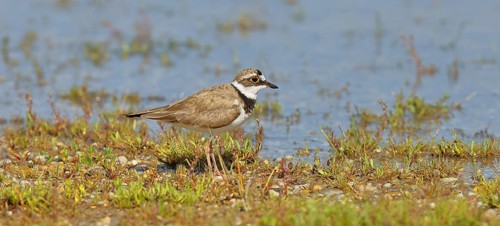 Little Ringed Plover (Charadrius dubius) adult bird standing on the lakeshore, Lake Neusiedl