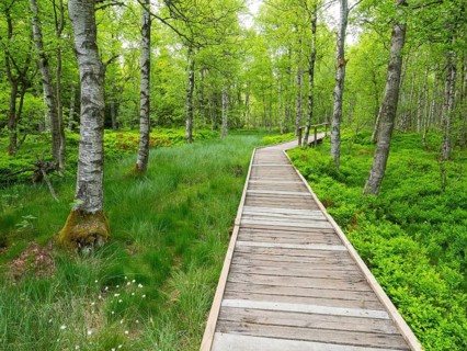Carpathian birch forest (Betula pubescens), and boardwalk, Rotes Moor, Rhön Biosphere Reserve,