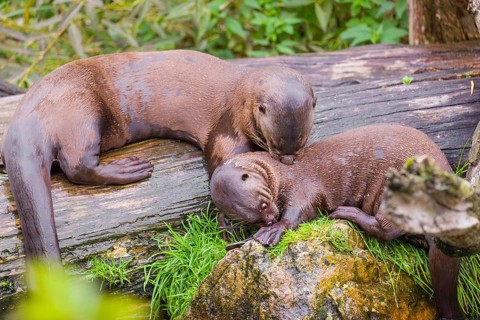 Two giant otter or giant river otter (Pteronura brasiliensis) play with sunglasses on a mossy