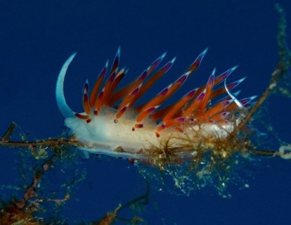 Luminous nudibranch, travelling thread snail (Cratena peregrina), on an underwater branch, dive