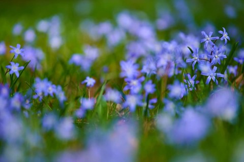 Blue star (Scilla), bright blue flowers on a blurred spring meadow, Baden-Württemberg, Germany