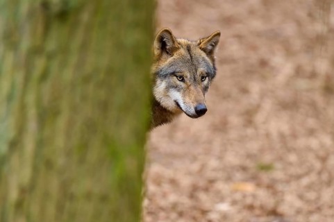Wolf looking curiously around a tree in the forest, foliage-covered ground, Wolf (Canis Lupus),