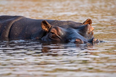 Hippopotamus (Hippopatamus amphibius) in the water, Chobe River, Ihaha, Chobe National Park,