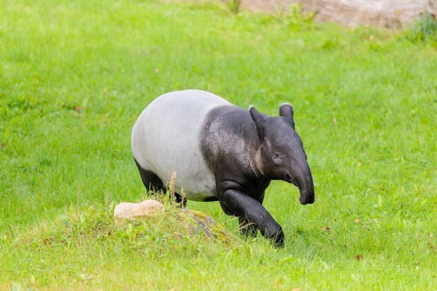 A Malayan tapir (Acrocodia indica) runs across a green meadow. Sumatra in Indonesia, Peninsular
