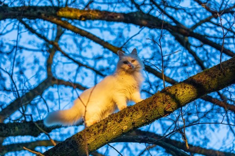 White domestic cat, Felis catus, balancing over a branch of a tree, looking down