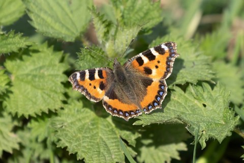 Small tortoiseshell butterfly (Aglais urticae) adult insect on a Stinging nettle (Urtica dioica)