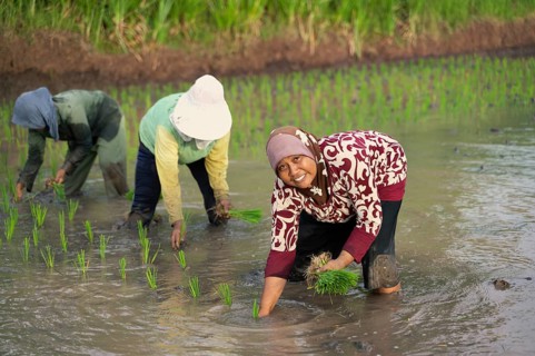 Women farmers plant rice seedlings in a lush, wet paddy field in Indonesia. The vibrant green of