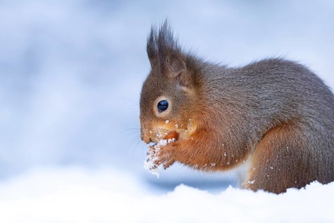 Red squirrel (Sciurus vulgaris) adult animal eating a nut in snow in winter, England, United