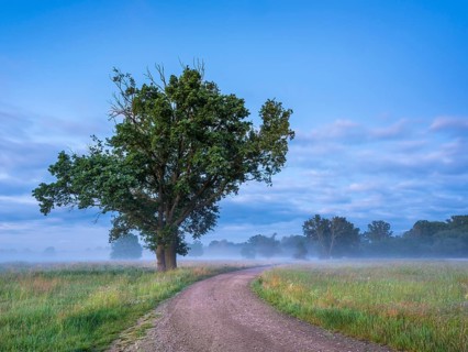 Morning atmosphere in the Elbe meadows near Wörlitz, field path through meadow with morning mist,
