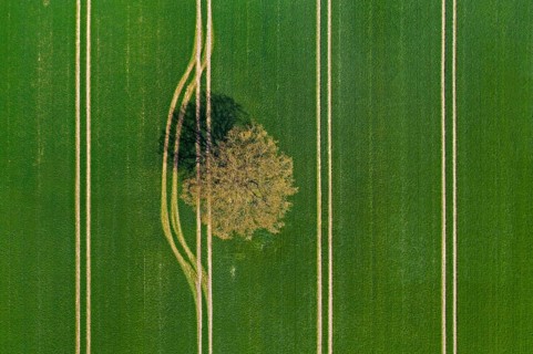 Aerial view over solitary common oak, pedunculate oak, English oak (Quercus robur) tree in