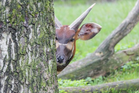 Portrait of an Eastern Bongo (Tragelaphus eurycerus isaaci) shyly hiding behind a tree