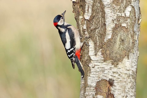 Great spotted woodpecker (Dendrocopus major), male, foraging on the trunk of a common birch (Betula