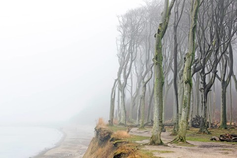 Beech trees in mist, shaped by strong winds, at Ghost Wood, Gespensterwald along the Baltic Sea