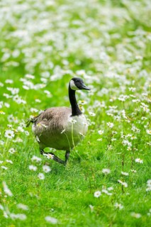 Canada goose (Branta canadensis) on a flower meadow, Bavaria, Germany