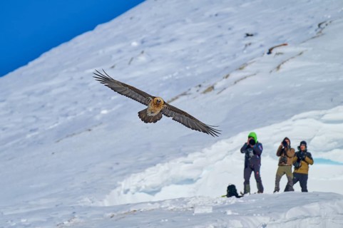 Bearded vulture (Gypaetus barbatus), flying close above a group of photographers in the snowy
