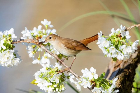 Nightingale (Luscinia megarhynchos) Germany