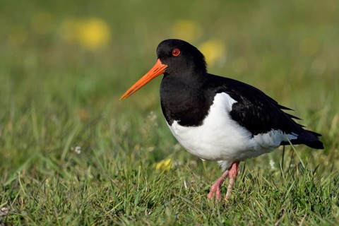 Im Frühjahr... Austernfischer *Haematopus ostralegus* auf einer Wiese unterwegs